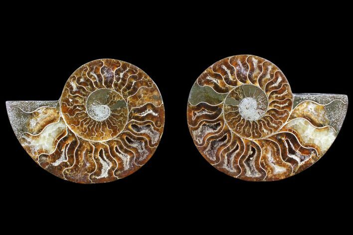 Cut & Polished Ammonite Fossil - Agatized #82271